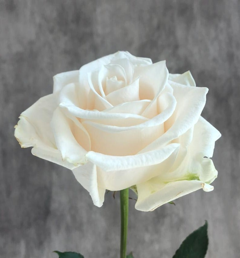 VENDELA Cream Rose 70