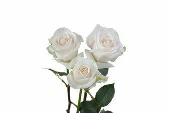 compare product Roses Cream Vendela 50cm