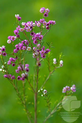 compare product Waxflower Purple - 60cm