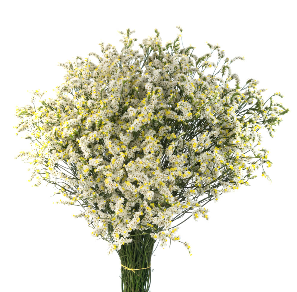 WHITE-SINENSIS.jpg