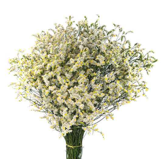 WHITE-SINENSIS.jpg