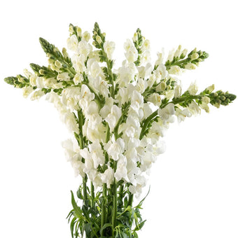 compare product Snaps White