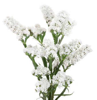 compare product Statice White