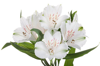 compare product Alstroemeria Select White Winterfell