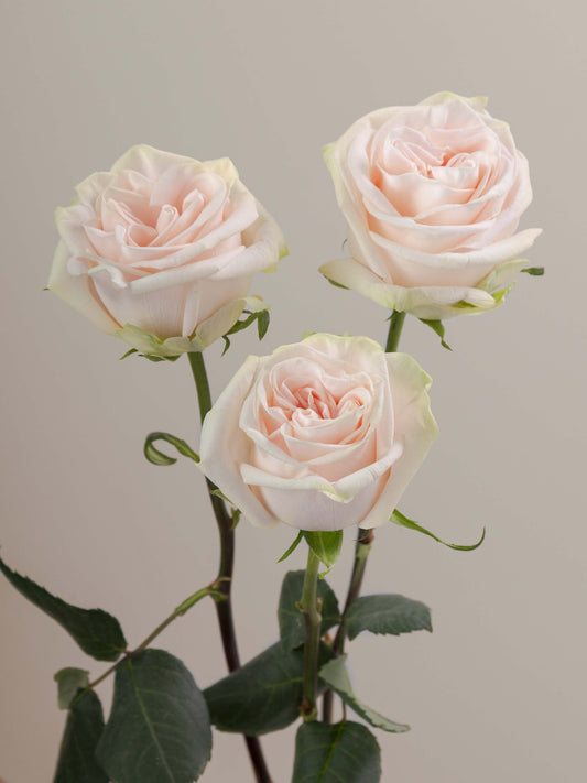Wedding_Spirit_Rose_Trio_View_Rosaprima.jpg