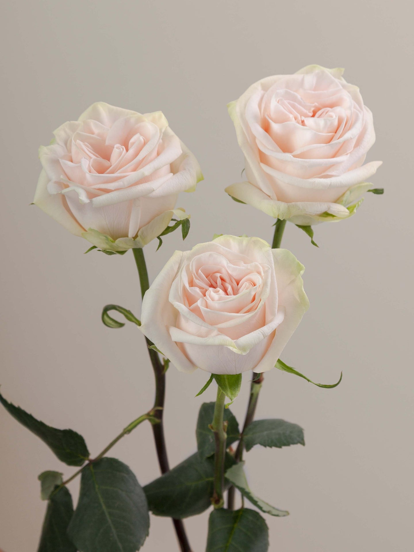 Wedding_Spirit_Rose_Trio_View_Rosaprima.jpg