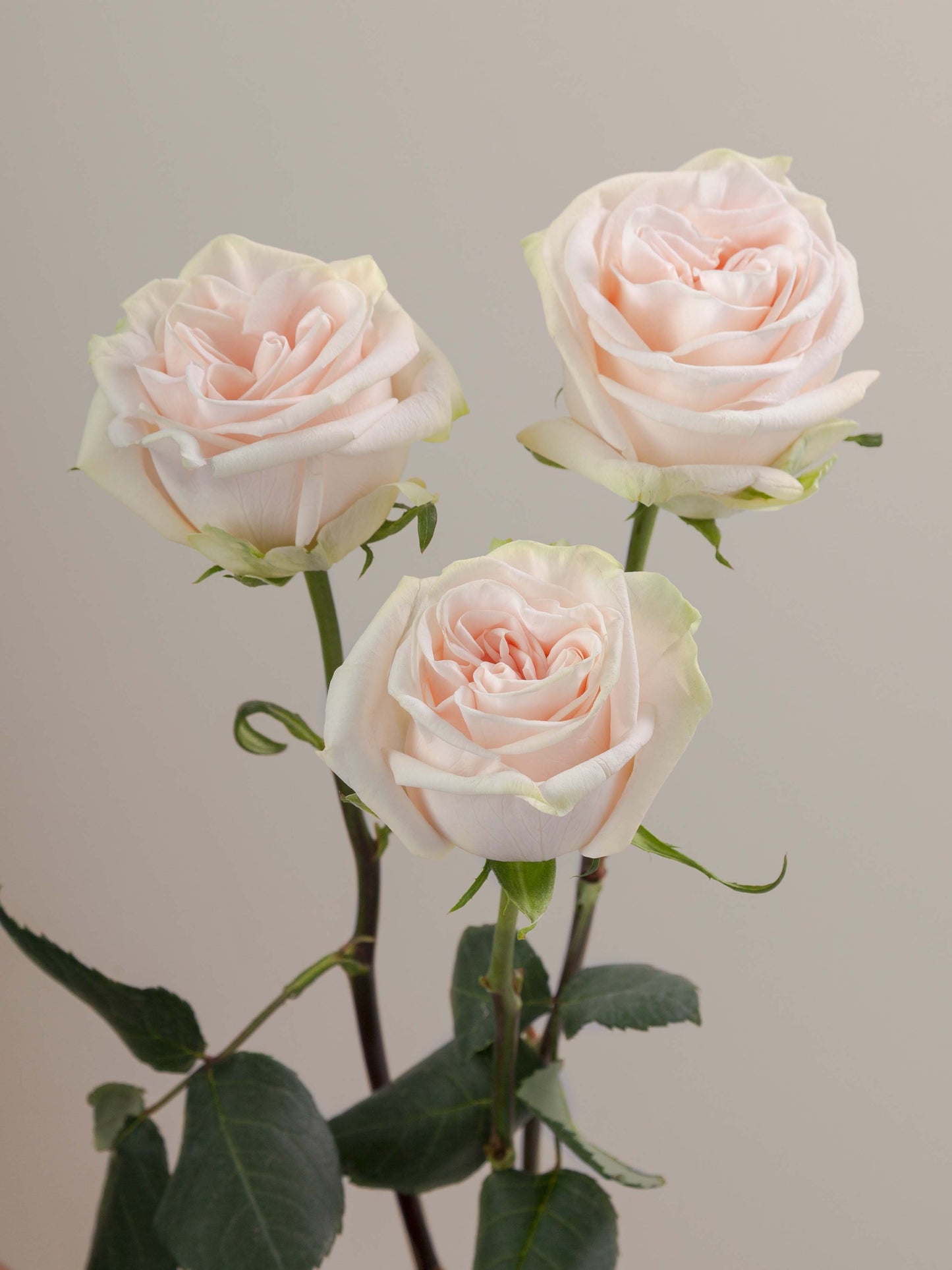 Wedding_Spirit_Rose_Trio_View_Rosaprima.jpg