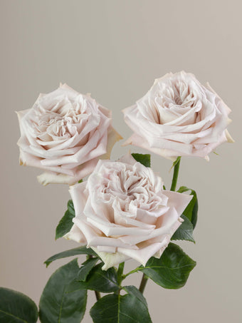 compare product Roses Ivory Westminster Abbey 50cm