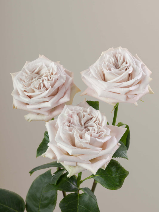 Westminster_Abbey_Rose_Trio_View_Rosaprima.jpg