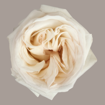Garden Rose White O'Hara White 40 Cm