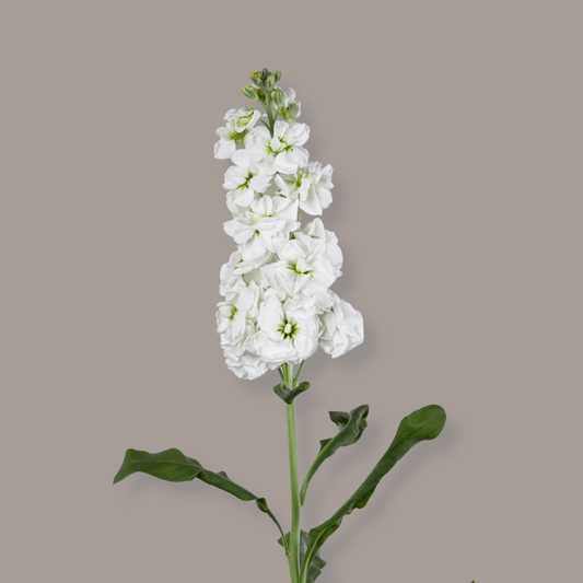 Stock D.B. White 70 Cm
