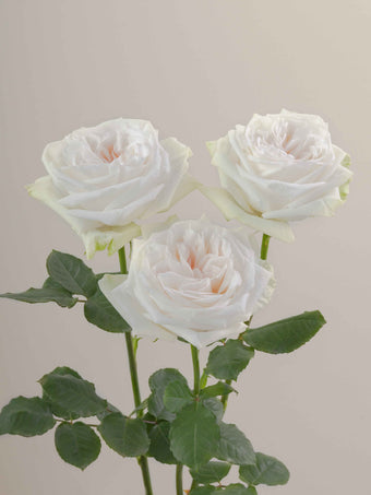 compare product Roses Cream White Ohara 40cm
