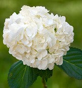 Hydrangea White Select