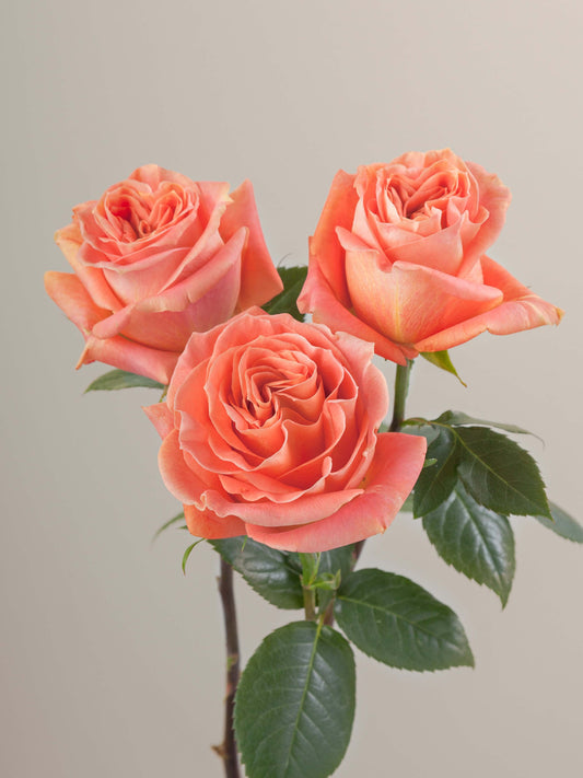 Wild_Spirit_Rose_Trio_View_Rosaprima.jpg