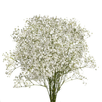 compare product Gypsophila Xlence