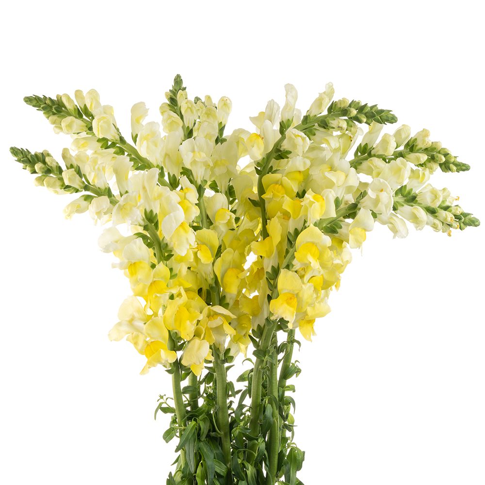 YELLOW-SNAPDRAGON-oqtw9qxu6mh4zld7lk2qjybh0h0th0w9pi9rwqla8g.jpg