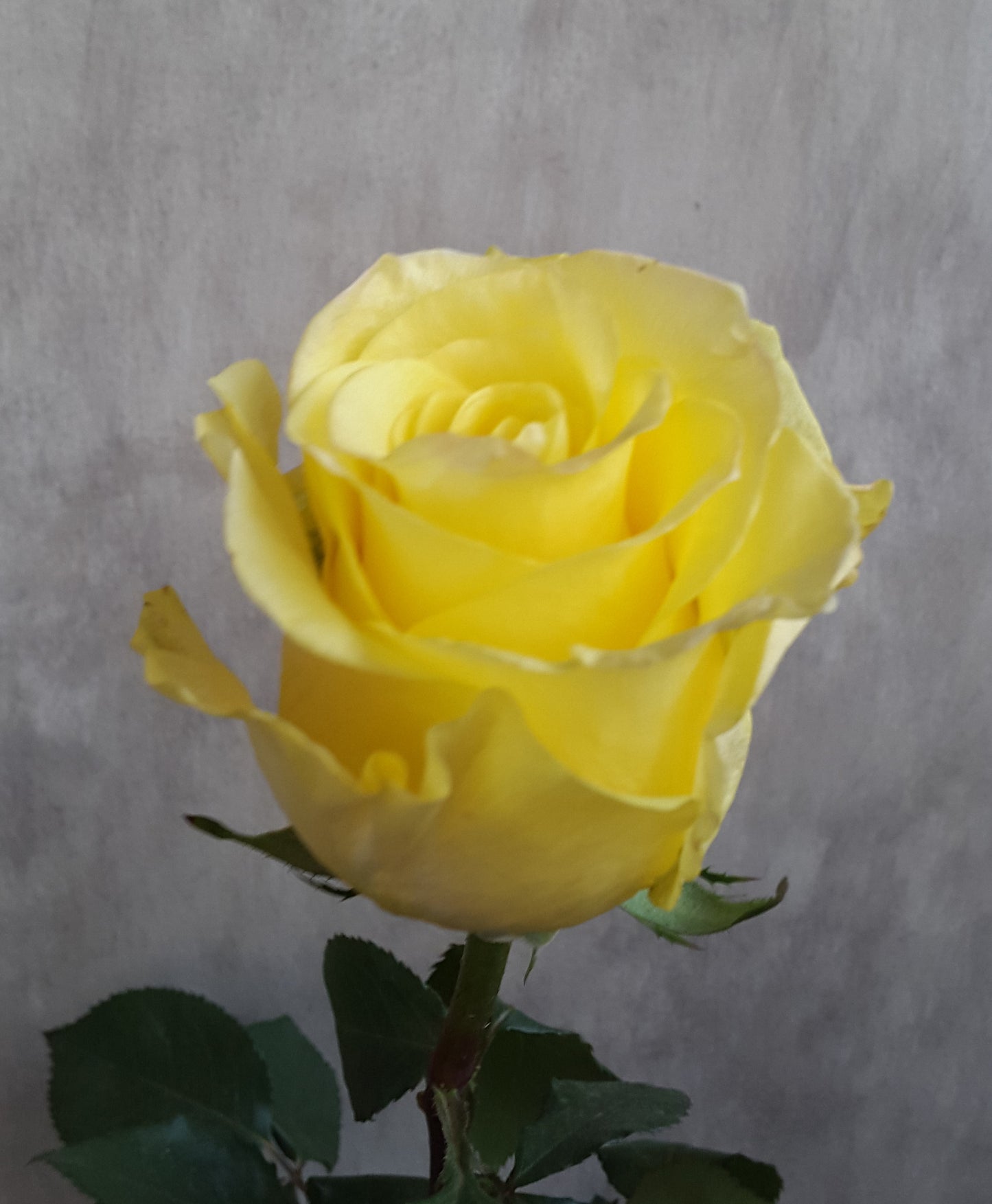 YELLOW Yellow Rose 40