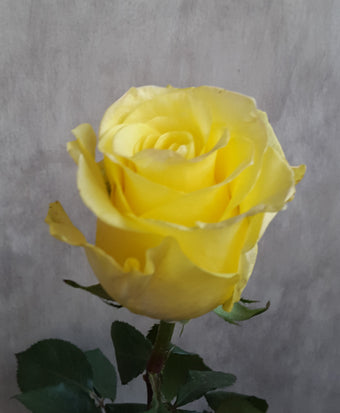 compare product YELLOW Yellow Rose 40