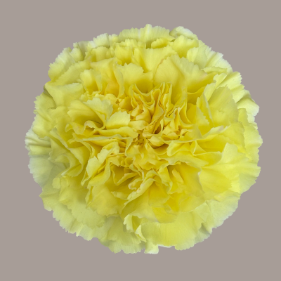 Carnation Yellowstone Yellow Select