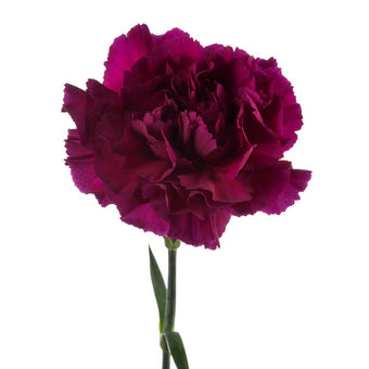compare product Carnation Select Purple