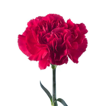 compare product Carnation Fancy Dark Pink Zeppelin