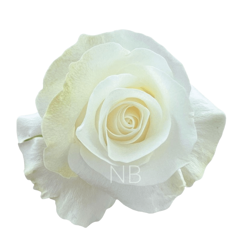 AKITO WHITE ROSE 40 CM