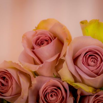 Color Roses Amnesia Lavender 50 Cm