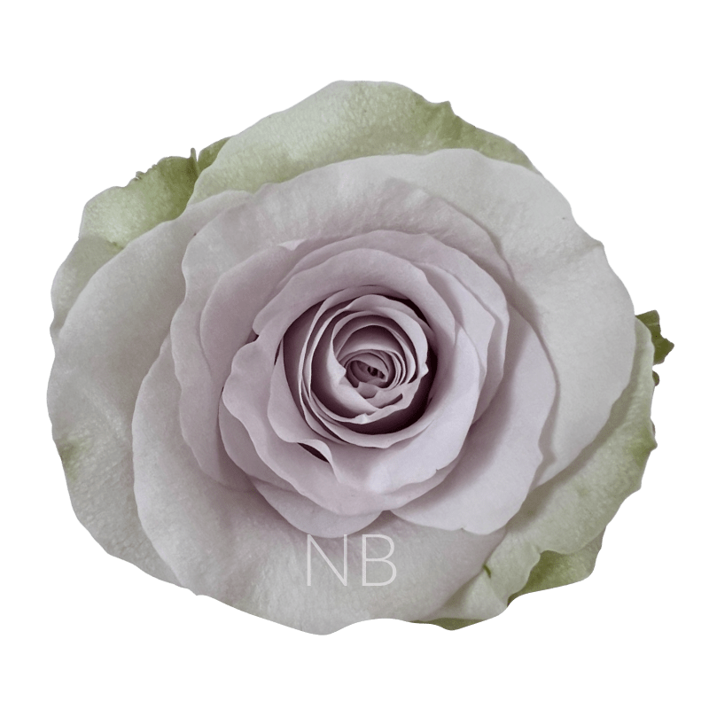 ANDREA SILVER ROSE 60 CM