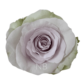 compare product ANDREA SILVER ROSE 60 CM