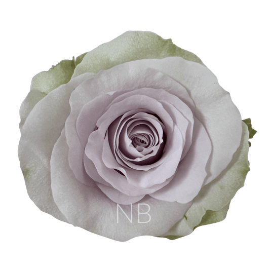 ANDREA SILVER ROSE 60 CM