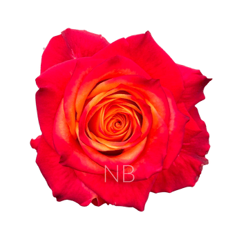 compare product ATOMIC BICOLOR R/Y ROSE 50 CM