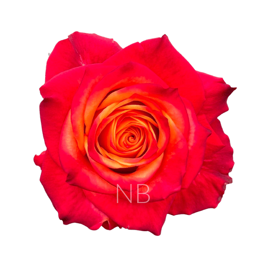 ATOMIC BICOLOR R/Y ROSE 50 CM