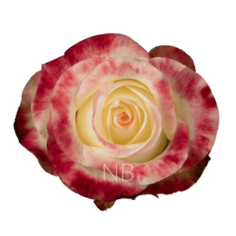 compare product AUBADE BICOLOR W/R ROSE 40 CM