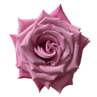 compare product BABALOO LAVENDER ROSE 60 CM