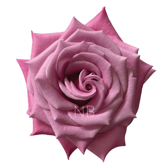 BABALOO LAVENDER ROSE 60 CM