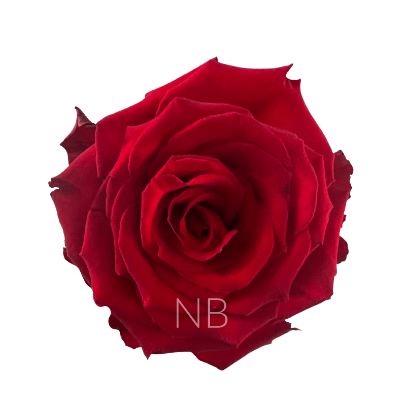 BORN FREE RED ROSE 40 CM