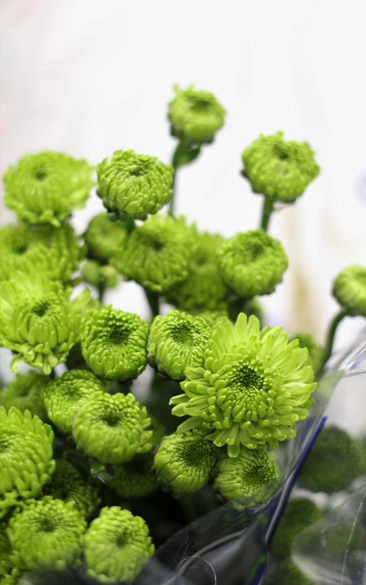 Pompon Button Green