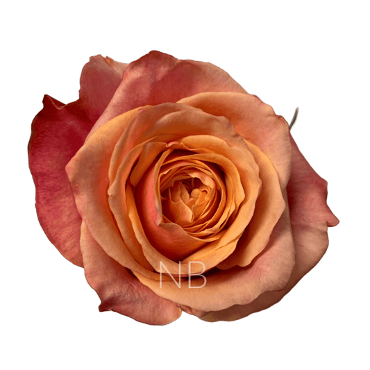 CHERRY BRANDY ORANGE ROSE 40 CM