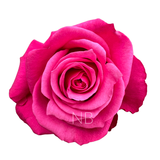 CHERRY O! HOT PINK ROSE 40 CM