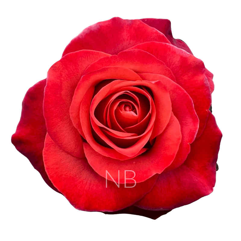 COFFEE BREAK COFFEE ROSE 40 CM