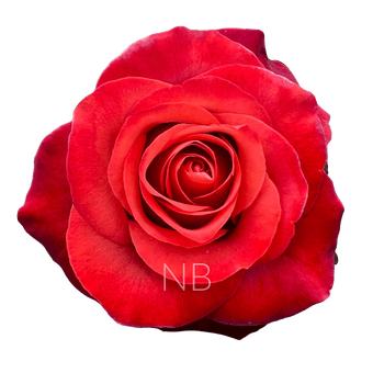 compare product COFFEE BREAK COFFEE ROSE 40 CM