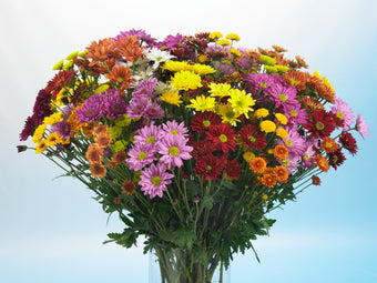 compare product Poms Nt Esmeralda Collection Ng 24/