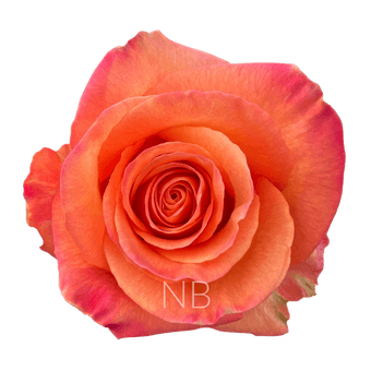 compare product CONFIDENTIAL ORANGE ROSE 50 CM