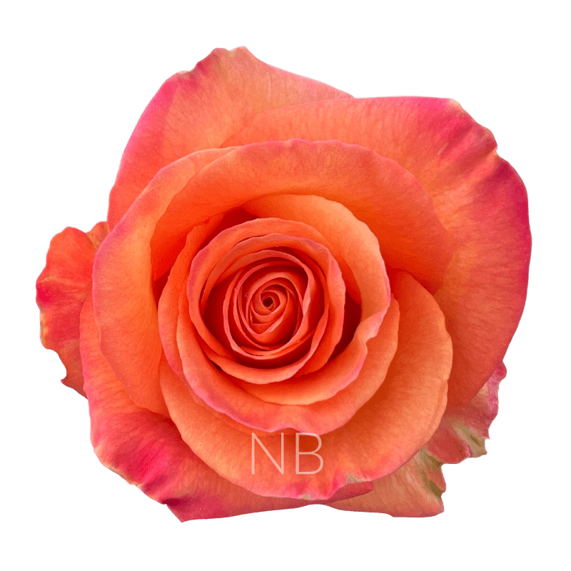 CONFIDENTIAL ORANGE ROSE 40 CM