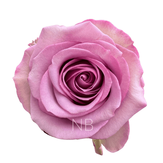 COOL WATER LAVENDER ROSE 40 CM