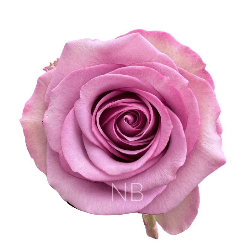 COOL WATER LAVENDER ROSE 70 CM