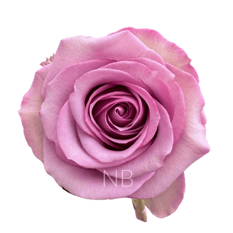 compare product COOL WATER LAVENDER ROSE 50 CM