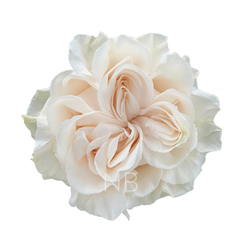 COTTON X-PRESSION WHITE ROSE 60 CM