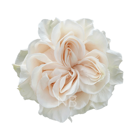 COTTON X-PRESSION WHITE ROSE 50 CM