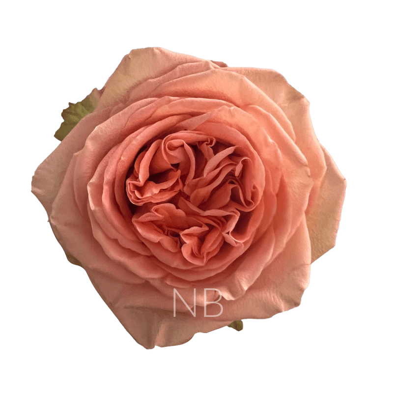 COUNTRY HOME ORANGE ROSE 60 CM